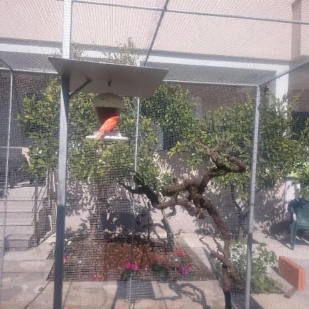 Canaria * Vinišće